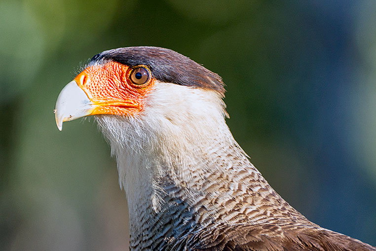 Bilder von Brasiliens Pantanal. Aufgenommen von Benny Rebel auf der Fotosafari 2018 durch das Pantanal. Fotoreisen mit Benny Rebel.
www.Fotosafari-Fotoreise.de