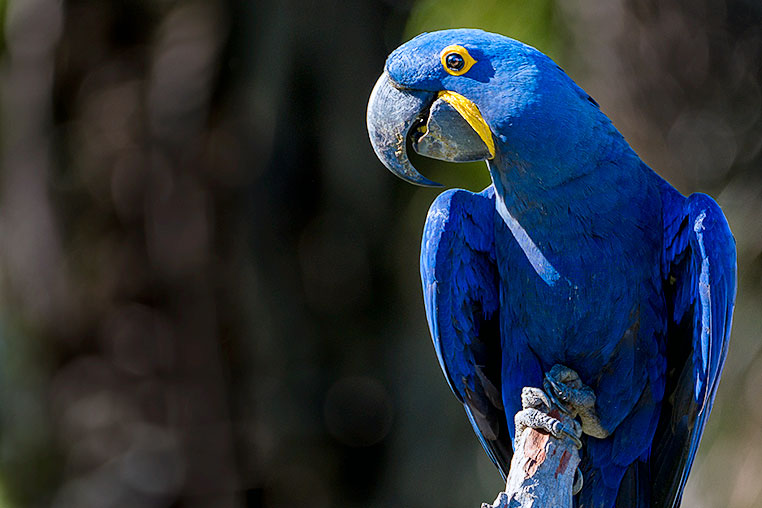 Bilder von Brasiliens Pantanal. Aufgenommen von Benny Rebel auf der Fotosafari 2018 durch das Pantanal. Fotoreisen mit Benny Rebel.
www.Fotosafari-Fotoreise.de
