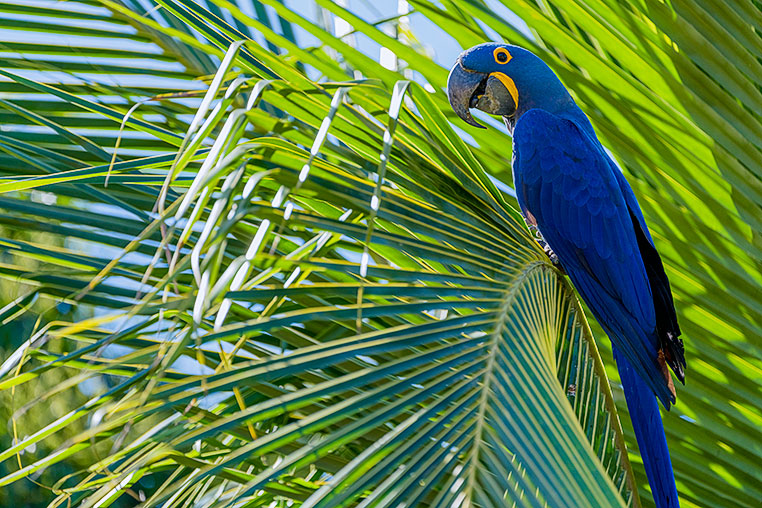 Bilder von Brasiliens Pantanal. Aufgenommen von Benny Rebel auf der Fotosafari 2018 durch das Pantanal. Fotoreisen mit Benny Rebel.
www.Fotosafari-Fotoreise.de