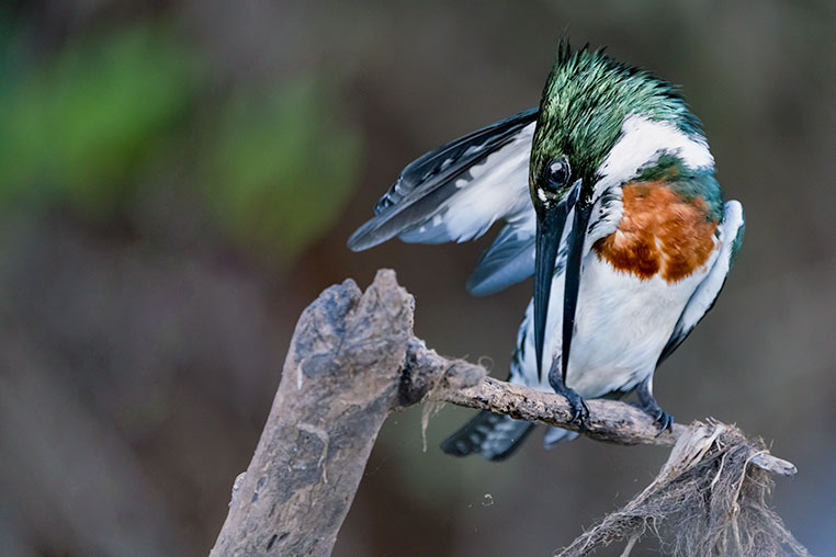 Bilder von Brasiliens Pantanal. Aufgenommen von Benny Rebel auf der Fotosafari 2018 durch das Pantanal. Fotoreisen mit Benny Rebel.
www.Fotosafari-Fotoreise.de