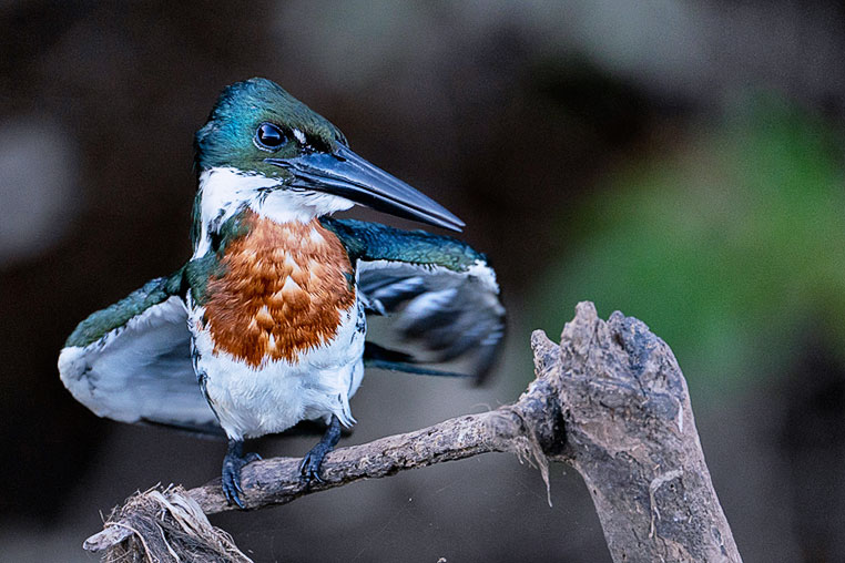 Bilder von Brasiliens Pantanal. Aufgenommen von Benny Rebel auf der Fotosafari 2018 durch das Pantanal. Fotoreisen mit Benny Rebel.
www.Fotosafari-Fotoreise.de