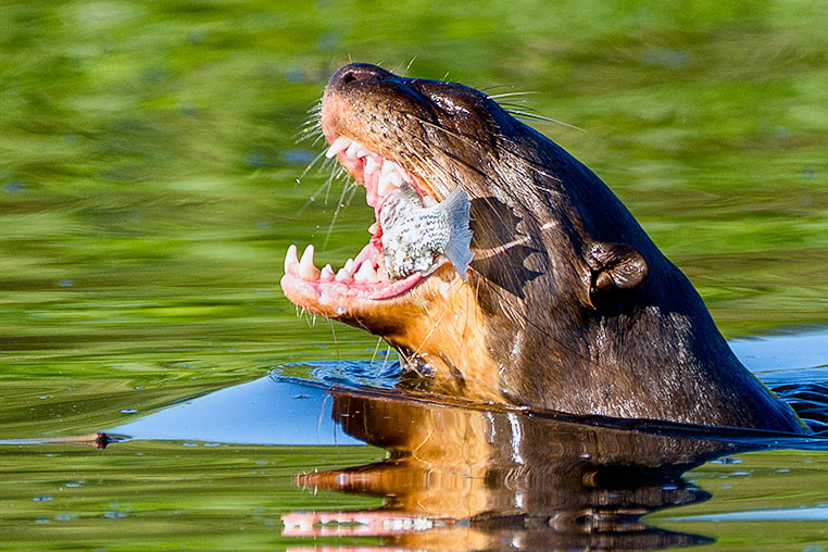 Bilder von Brasiliens Pantanal. Aufgenommen von Benny Rebel auf der Fotosafari 2018 durch das Pantanal. Fotoreisen mit Benny Rebel.
www.Fotosafari-Fotoreise.de