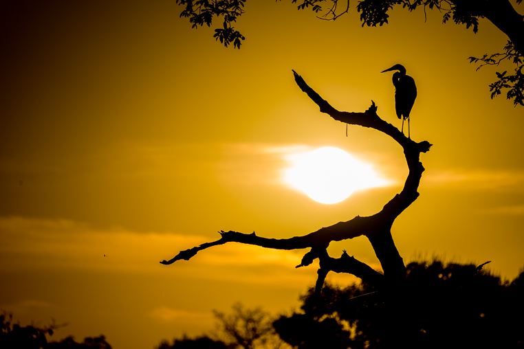 Bilder von Brasiliens Pantanal. Aufgenommen von Benny Rebel auf der Fotosafari 2018 durch das Pantanal. Fotoreisen mit Benny Rebel.
www.Fotosafari-Fotoreise.de