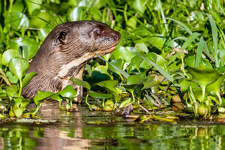 Bilder von Brasiliens Pantanal. Aufgenommen von Benny Rebel auf der Fotosafari 2018 durch das Pantanal. Fotoreisen mit Benny Rebel.
www.Fotosafari-Fotoreise.de