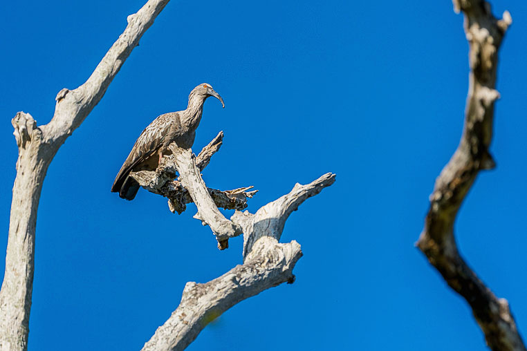 Bilder von Brasiliens Pantanal. Aufgenommen von Benny Rebel auf der Fotosafari 2018 durch das Pantanal. Fotoreisen mit Benny Rebel.
www.Fotosafari-Fotoreise.de