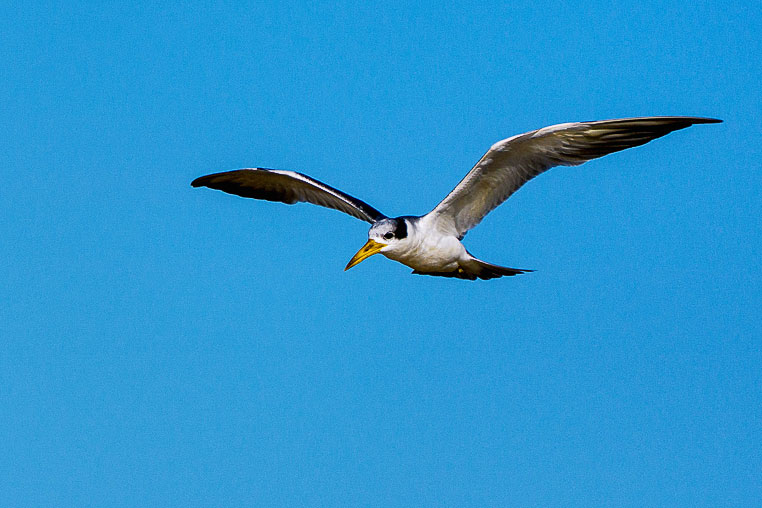 Bilder von Brasiliens Pantanal. Aufgenommen von Benny Rebel auf der Fotosafari 2018 durch das Pantanal. Fotoreisen mit Benny Rebel.
www.Fotosafari-Fotoreise.de