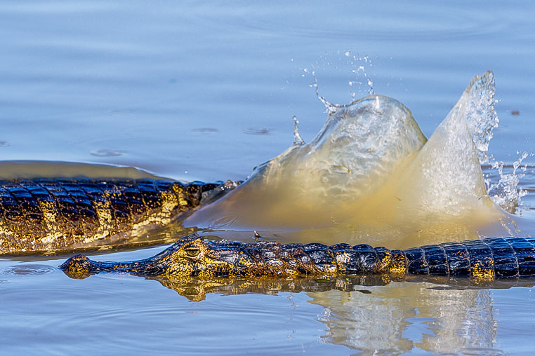 Bilder von Brasiliens Pantanal. Aufgenommen von Benny Rebel auf der Fotosafari 2018 durch das Pantanal. Fotoreisen mit Benny Rebel.
www.Fotosafari-Fotoreise.de