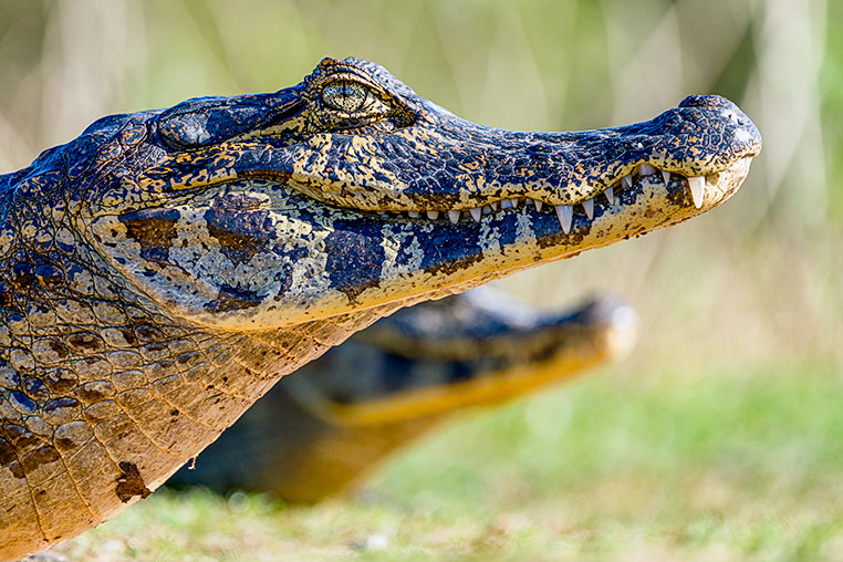 Bilder von Brasiliens Pantanal. Aufgenommen von Benny Rebel auf der Fotosafari 2018 durch das Pantanal. Fotoreisen mit Benny Rebel.
www.Fotosafari-Fotoreise.de