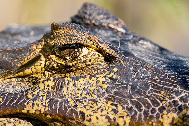 Bilder von Brasiliens Pantanal. Aufgenommen von Benny Rebel auf der Fotosafari 2018 durch das Pantanal. Fotoreisen mit Benny Rebel.
www.Fotosafari-Fotoreise.de