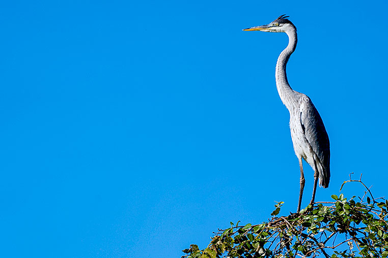 Bilder von Brasiliens Pantanal. Aufgenommen von Benny Rebel auf der Fotosafari 2018 durch das Pantanal. Fotoreisen mit Benny Rebel.
www.Fotosafari-Fotoreise.de