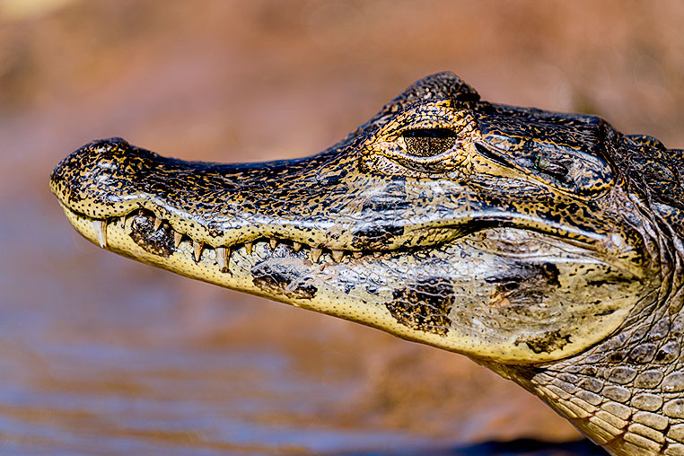 Bilder von Brasiliens Pantanal. Aufgenommen von Benny Rebel auf der Fotosafari 2018 durch das Pantanal. Fotoreisen mit Benny Rebel.
www.Fotosafari-Fotoreise.de