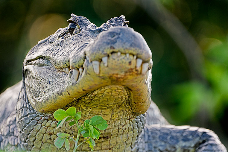 Bilder von Brasiliens Pantanal. Aufgenommen von Benny Rebel auf der Fotosafari 2018 durch das Pantanal. Fotoreisen mit Benny Rebel.
www.Fotosafari-Fotoreise.de