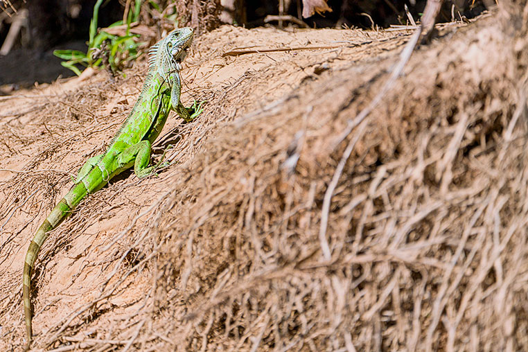 Bilder von Brasiliens Pantanal. Aufgenommen von Benny Rebel auf der Fotosafari 2018 durch das Pantanal. Fotoreisen mit Benny Rebel.
www.Fotosafari-Fotoreise.de
