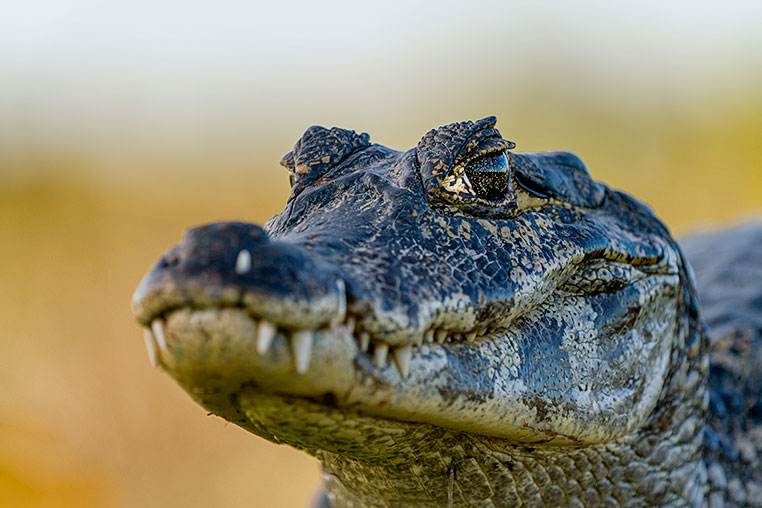 Bilder von Brasiliens Pantanal. Aufgenommen von Benny Rebel auf der Fotosafari 2018 durch das Pantanal. Fotoreisen mit Benny Rebel.
www.Fotosafari-Fotoreise.de