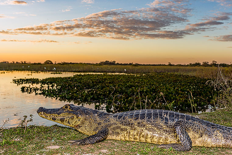 Bilder von Brasiliens Pantanal. Aufgenommen von Benny Rebel auf der Fotosafari 2018 durch das Pantanal. Fotoreisen mit Benny Rebel.
www.Fotosafari-Fotoreise.de
