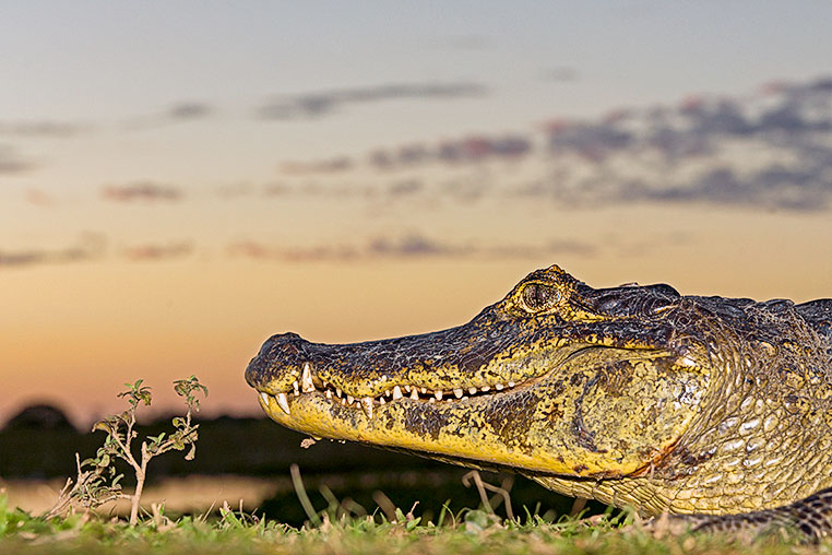 Bilder von Brasiliens Pantanal. Aufgenommen von Benny Rebel auf der Fotosafari 2018 durch das Pantanal. Fotoreisen mit Benny Rebel.
www.Fotosafari-Fotoreise.de