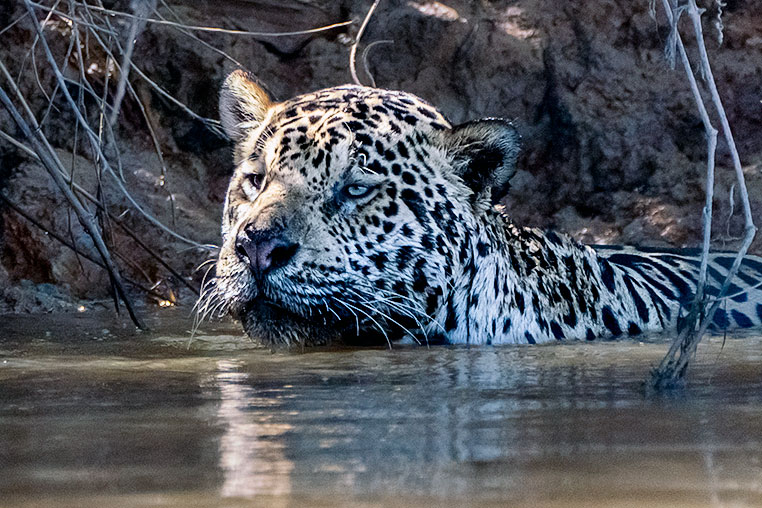Bilder von Brasiliens Pantanal. Aufgenommen von Benny Rebel auf der Fotosafari 2018 durch das Pantanal. Fotoreisen mit Benny Rebel.
www.Fotosafari-Fotoreise.de