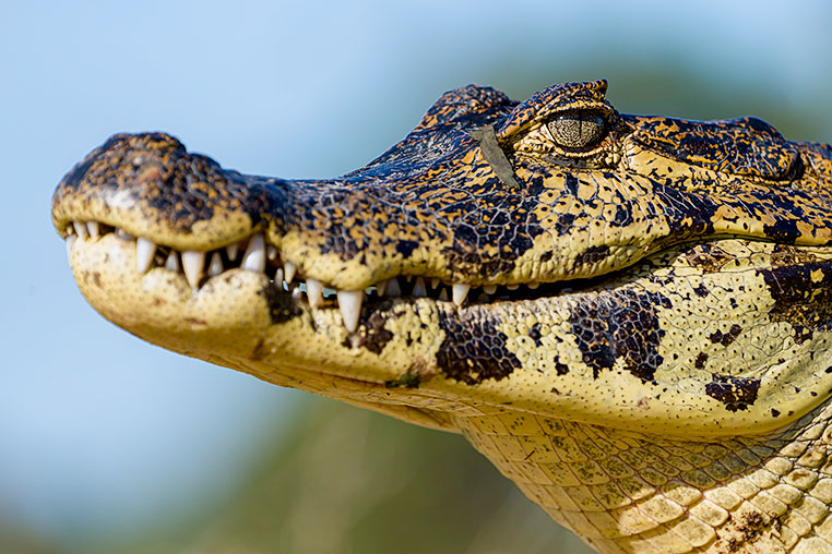 Bilder von Brasiliens Pantanal. Aufgenommen von Benny Rebel auf der Fotosafari 2018 durch das Pantanal. Fotoreisen mit Benny Rebel.
www.Fotosafari-Fotoreise.de