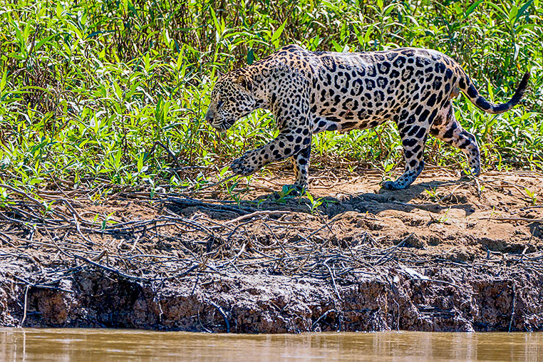 Bilder von Brasiliens Pantanal. Aufgenommen von Benny Rebel auf der Fotosafari 2018 durch das Pantanal. Fotoreisen mit Benny Rebel.
www.Fotosafari-Fotoreise.de