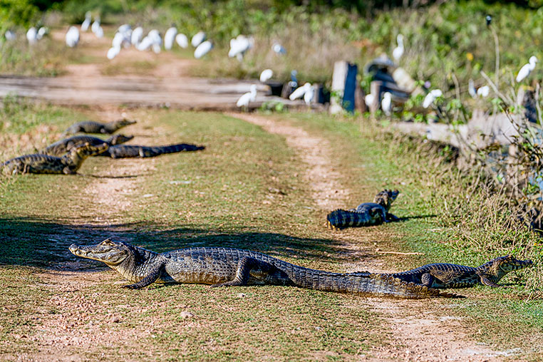 Bilder von Brasiliens Pantanal. Aufgenommen von Benny Rebel auf der Fotosafari 2018 durch das Pantanal. Fotoreisen mit Benny Rebel.
www.Fotosafari-Fotoreise.de