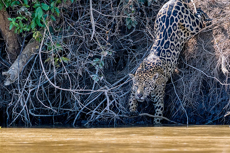 Bilder von Brasiliens Pantanal. Aufgenommen von Benny Rebel auf der Fotosafari 2018 durch das Pantanal. Fotoreisen mit Benny Rebel.
www.Fotosafari-Fotoreise.de