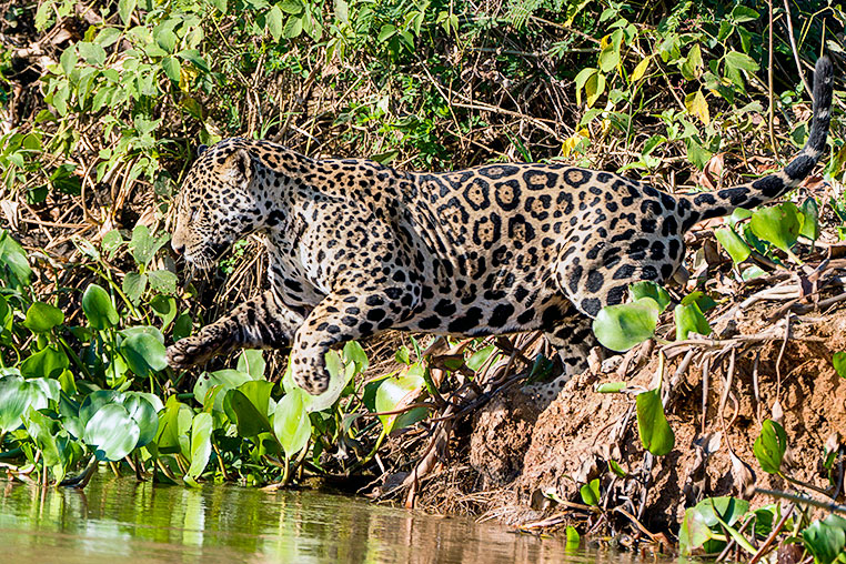 Bilder von Brasiliens Pantanal. Aufgenommen von Benny Rebel auf der Fotosafari 2018 durch das Pantanal. Fotoreisen mit Benny Rebel.
www.Fotosafari-Fotoreise.de