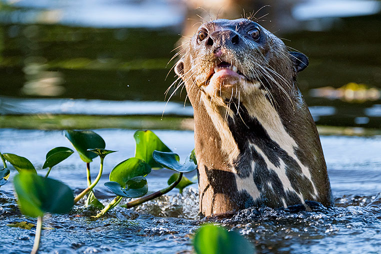 Bilder von Brasiliens Pantanal. Aufgenommen von Benny Rebel auf der Fotosafari 2018 durch das Pantanal. Fotoreisen mit Benny Rebel.
www.Fotosafari-Fotoreise.de