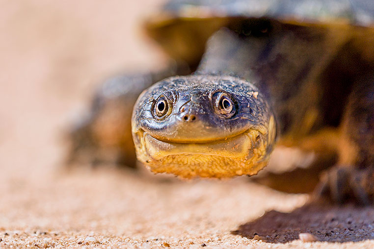 Bilder von Brasiliens Pantanal. Aufgenommen von Benny Rebel auf der Fotosafari 2018 durch das Pantanal. Fotoreisen mit Benny Rebel.
www.Fotosafari-Fotoreise.de