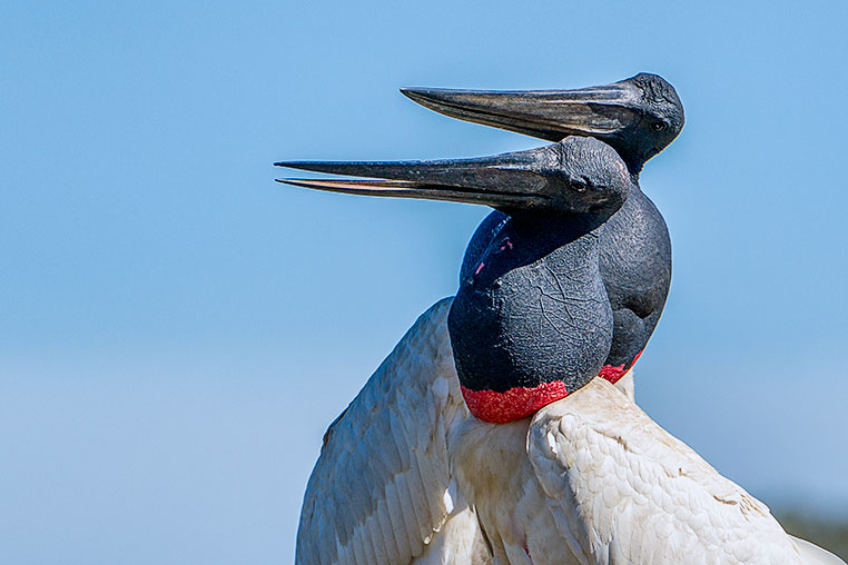 Bilder von Brasiliens Pantanal. Aufgenommen von Benny Rebel auf der Fotosafari 2018 durch das Pantanal. Fotoreisen mit Benny Rebel.
www.Fotosafari-Fotoreise.de