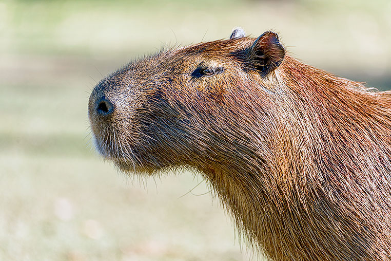 Bilder von Brasiliens Pantanal. Aufgenommen von Benny Rebel auf der Fotosafari 2018 durch das Pantanal. Fotoreisen mit Benny Rebel.
www.Fotosafari-Fotoreise.de