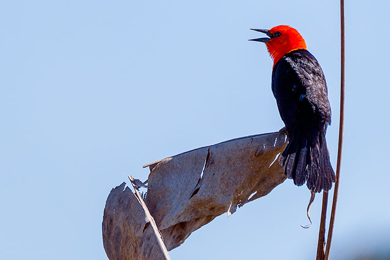 Bilder von Brasiliens Pantanal. Aufgenommen von Benny Rebel auf der Fotosafari 2018 durch das Pantanal. Fotoreisen mit Benny Rebel.
www.Fotosafari-Fotoreise.de