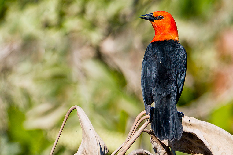 Bilder von Brasiliens Pantanal. Aufgenommen von Benny Rebel auf der Fotosafari 2018 durch das Pantanal. Fotoreisen mit Benny Rebel.
www.Fotosafari-Fotoreise.de