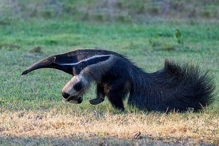 Bilder von Brasiliens Pantanal. Aufgenommen von Benny Rebel auf der Fotosafari 2018 durch das Pantanal. Fotoreisen mit Benny Rebel.
www.Fotosafari-Fotoreise.de