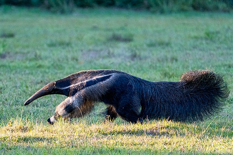 Bilder von Brasiliens Pantanal. Aufgenommen von Benny Rebel auf der Fotosafari 2018 durch das Pantanal. Fotoreisen mit Benny Rebel.
www.Fotosafari-Fotoreise.de
