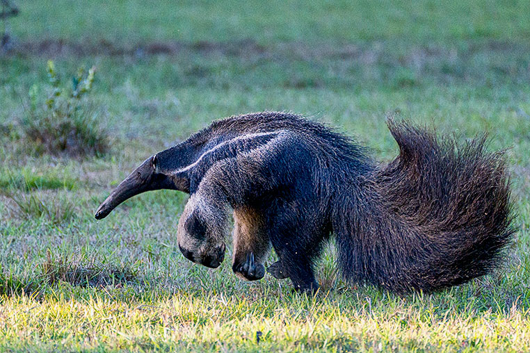 Bilder von Brasiliens Pantanal. Aufgenommen von Benny Rebel auf der Fotosafari 2018 durch das Pantanal. Fotoreisen mit Benny Rebel.
www.Fotosafari-Fotoreise.de