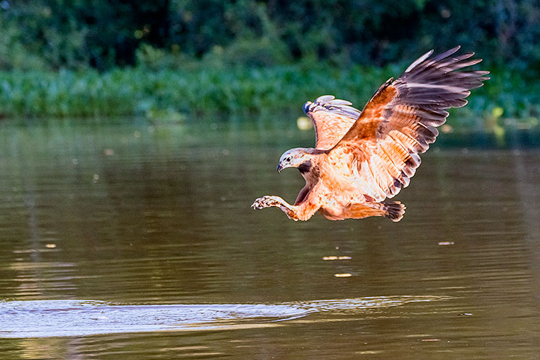 Bilder von Brasiliens Pantanal. Aufgenommen von Benny Rebel auf der Fotosafari 2018 durch das Pantanal. Fotoreisen mit Benny Rebel.
www.Fotosafari-Fotoreise.de