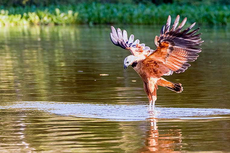 Bilder von Brasiliens Pantanal. Aufgenommen von Benny Rebel auf der Fotosafari 2018 durch das Pantanal. Fotoreisen mit Benny Rebel.
www.Fotosafari-Fotoreise.de