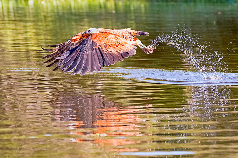 Bilder von Brasiliens Pantanal. Aufgenommen von Benny Rebel auf der Fotosafari 2018 durch das Pantanal. Fotoreisen mit Benny Rebel.
www.Fotosafari-Fotoreise.de