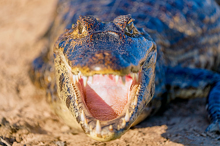 Bilder von Brasiliens Pantanal. Aufgenommen von Benny Rebel auf der Fotosafari 2018 durch das Pantanal. Fotoreisen mit Benny Rebel.
www.Fotosafari-Fotoreise.de