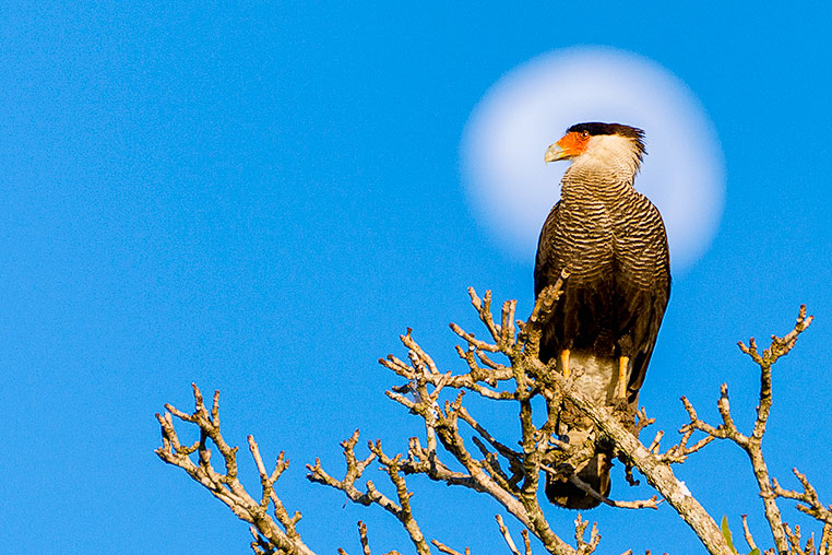 Bilder von Brasiliens Pantanal. Aufgenommen von Benny Rebel auf der Fotosafari 2018 durch das Pantanal. Fotoreisen mit Benny Rebel.
www.Fotosafari-Fotoreise.de