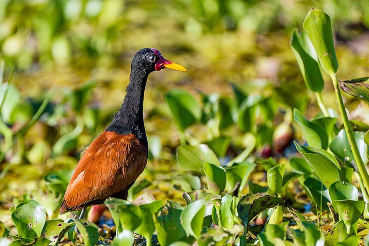 Bilder von Brasiliens Pantanal. Aufgenommen von Benny Rebel auf der Fotosafari 2018 durch das Pantanal. Fotoreisen mit Benny Rebel.
www.Fotosafari-Fotoreise.de