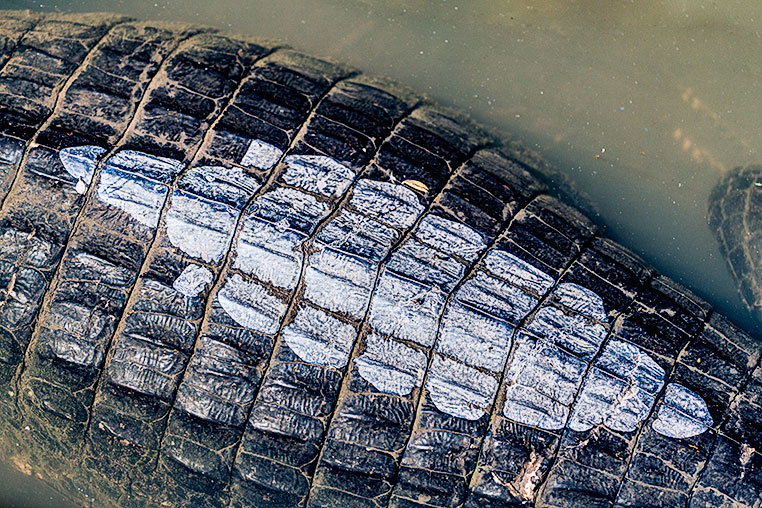 Bilder von Brasiliens Pantanal. Aufgenommen von Benny Rebel auf der Fotosafari 2018 durch das Pantanal. Fotoreisen mit Benny Rebel.
www.Fotosafari-Fotoreise.de