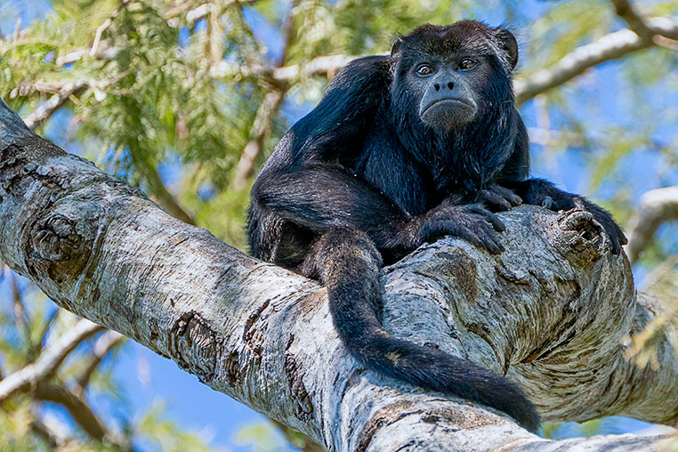 Bilder von Brasiliens Pantanal. Aufgenommen von Benny Rebel auf der Fotosafari 2018 durch das Pantanal. Fotoreisen mit Benny Rebel.
www.Fotosafari-Fotoreise.de