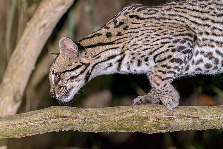 Bilder von Brasiliens Pantanal. Aufgenommen von Benny Rebel auf der Fotosafari 2018 durch das Pantanal. Fotoreisen mit Benny Rebel.
www.Fotosafari-Fotoreise.de