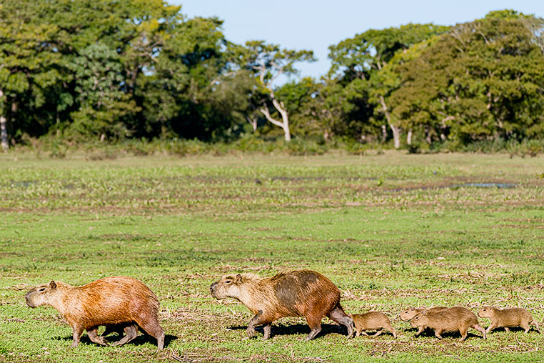 Bilder von Brasiliens Pantanal. Aufgenommen von Benny Rebel auf der Fotosafari 2018 durch das Pantanal. Fotoreisen mit Benny Rebel.
www.Fotosafari-Fotoreise.de
