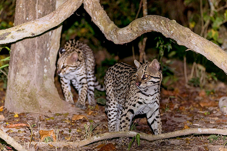 Bilder von Brasiliens Pantanal. Aufgenommen von Benny Rebel auf der Fotosafari 2018 durch das Pantanal. Fotoreisen mit Benny Rebel.
www.Fotosafari-Fotoreise.de