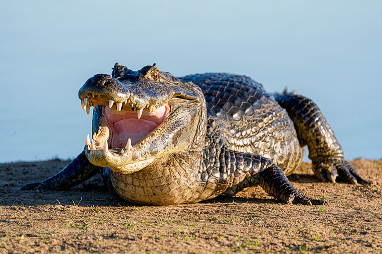 Bilder von Brasiliens Pantanal. Aufgenommen von Benny Rebel auf der Fotosafari 2018 durch das Pantanal. Fotoreisen mit Benny Rebel.
www.Fotosafari-Fotoreise.de