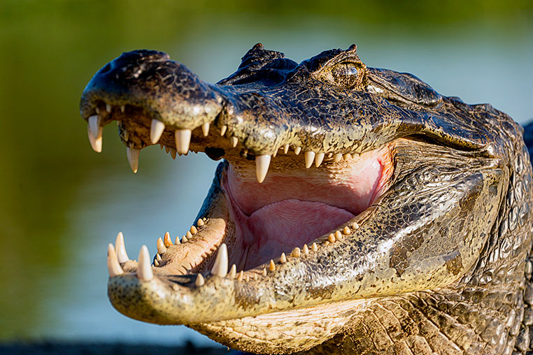 Bilder von Brasiliens Pantanal. Aufgenommen von Benny Rebel auf der Fotosafari 2018 durch das Pantanal. Fotoreisen mit Benny Rebel.
www.Fotosafari-Fotoreise.de