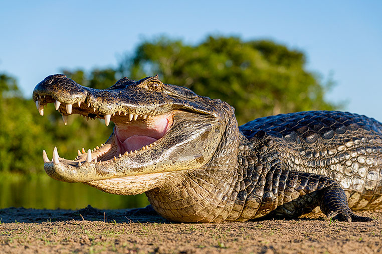 Bilder von Brasiliens Pantanal. Aufgenommen von Benny Rebel auf der Fotosafari 2018 durch das Pantanal. Fotoreisen mit Benny Rebel.
www.Fotosafari-Fotoreise.de