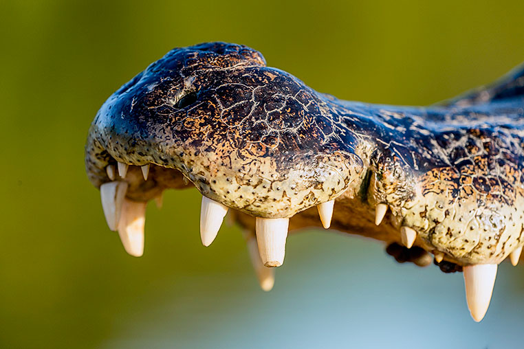 Bilder von Brasiliens Pantanal. Aufgenommen von Benny Rebel auf der Fotosafari 2018 durch das Pantanal. Fotoreisen mit Benny Rebel.
www.Fotosafari-Fotoreise.de